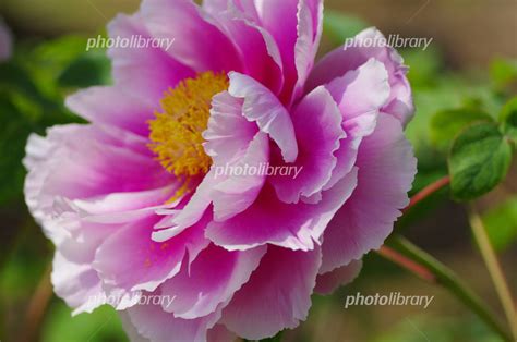 花品種名|品種名から花を探す 